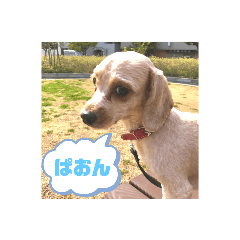 [LINEスタンプ] チワワのふう＆かぶ