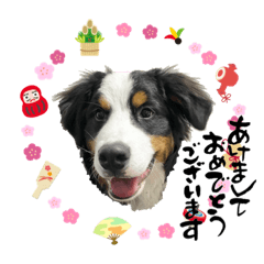 [LINEスタンプ] バーニーズのググ
