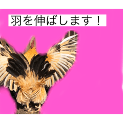 [LINEスタンプ] ニワトリ好きのスタンプ2