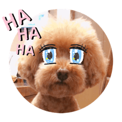 [LINEスタンプ] トイプードルmac