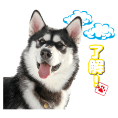 [LINEスタンプ] 心珠 Day's