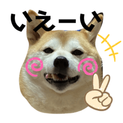[LINEスタンプ] チョコでっす