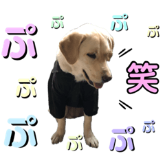 [LINEスタンプ] ラブラドール♡ララ♡⑤