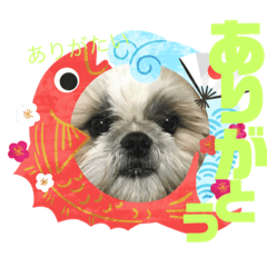 [LINEスタンプ] ハウくんとちよちゃんスタンプ