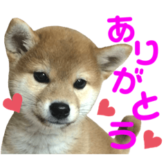 [LINEスタンプ] あにまるず。ぱーと8。