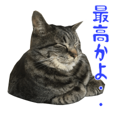 [LINEスタンプ] てぃぐるの気持ち#2