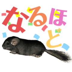 [LINEスタンプ] かわいいチンチラさん