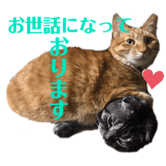 [LINEスタンプ] 犬猫三昧②