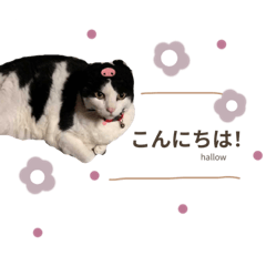[LINEスタンプ] にゃんすたんぷ。