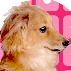 [LINEスタンプ] ポチ byY