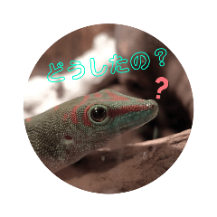 [LINEスタンプ] ほんとんどヤモリスタンプ