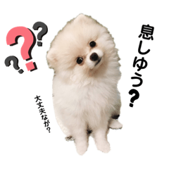 [LINEスタンプ] 土佐弁♡ポメラニアン♡