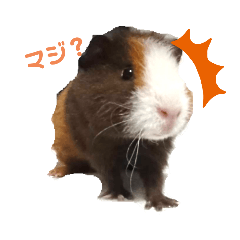 [LINEスタンプ] かわいい系スタンプ【日常】