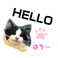 [LINEスタンプ] えびきょん②