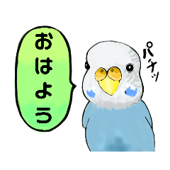 [LINEスタンプ] だいすきセキセイインコ