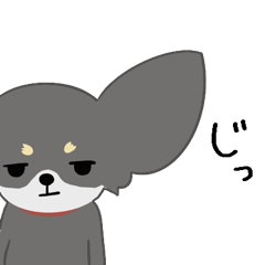 [LINEスタンプ] チワワの喜怒哀楽