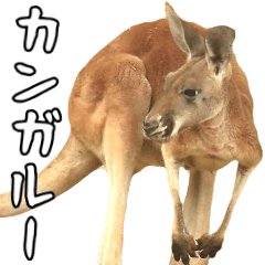 [LINEスタンプ] ほほえみフレンズ カンガルーの日常の画像（メイン）