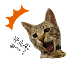 [LINEスタンプ] キジトラロイくん
