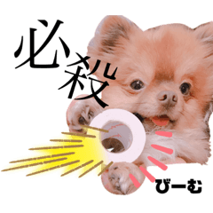 [LINEスタンプ] 土佐弁♡日常編♡ポメラニアン♡