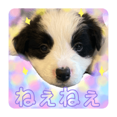 [LINEスタンプ] 元気いっぱいボーダーコリーのmaxくん