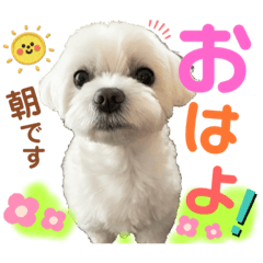 [LINEスタンプ] マルチーズのおもち③