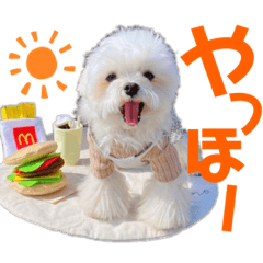 [LINEスタンプ] マルチーズのCOCORO②