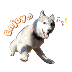 [LINEスタンプ] ハスキー兄妹の日常