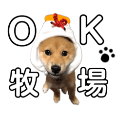 [LINEスタンプ] 豆柴やいです