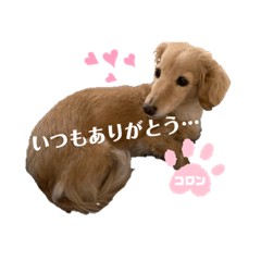 [LINEスタンプ] コロンのつぶやき