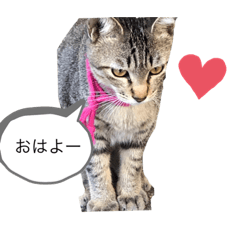 [LINEスタンプ] 近所のにゃんこ「みどり」ちゃんのスタンプ