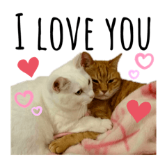 [LINEスタンプ] ハマ猫たち