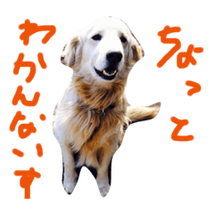 [LINEスタンプ] 楽しい犬です3