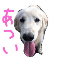 [LINEスタンプ] 楽しい犬です2