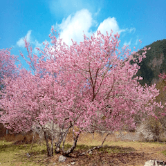 [LINEスタンプ] 美しくてハンサムな桜の画像（メイン）