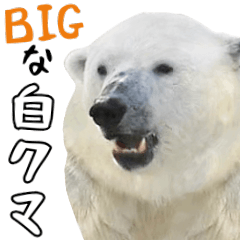 [LINEスタンプ] シロクマのBIGスタンプ。ほほえみフレンズ