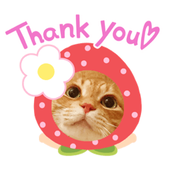 [LINEスタンプ] ねこのチロちゃん。