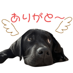 [LINEスタンプ] 黒ラブエリーの画像（メイン）
