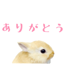 [LINEスタンプ] うさぎのぴょん スタンプ