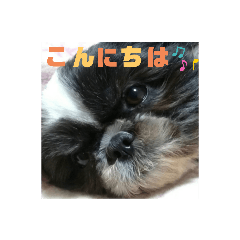 [LINEスタンプ] シーズーこなちゃん