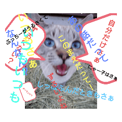 [LINEスタンプ] にゃー子と友達のスタンプ