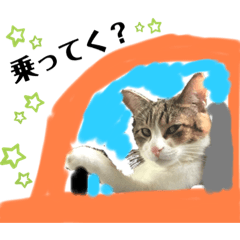 [LINEスタンプ] ウチのまめちゃん☆スタンプ♪