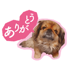 [LINEスタンプ] ペキニーズ「ミルちゃん」