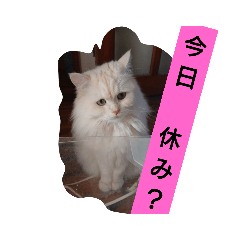 [LINEスタンプ] マフィンの日常会話