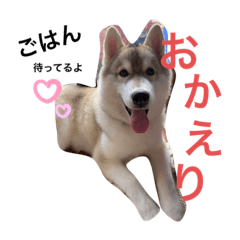[LINEスタンプ] ハスキーの飼い主さんが使うスタンプ