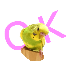 [LINEスタンプ] かわいいリアルセキセイインコ日常会話