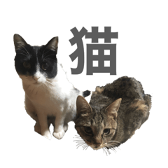 [LINEスタンプ] 俺らのねっこ2
