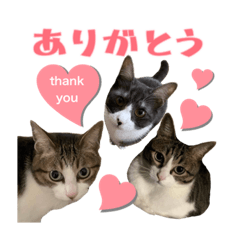 [LINEスタンプ] きじしろ、ハチワレねこ三兄妹のスタンプ