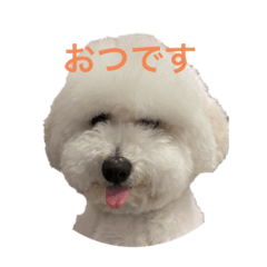 [LINEスタンプ] ビションフリーゼのこたろうくん②