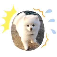 [LINEスタンプ] コロコロまろぷんスタンプ