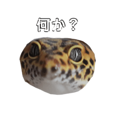 [LINEスタンプ] レオパのめんま